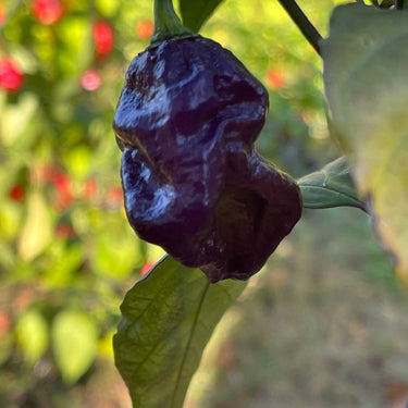 Purple Death - Seeds - The Pepper Pantry (Formerly Marie Sharp's)